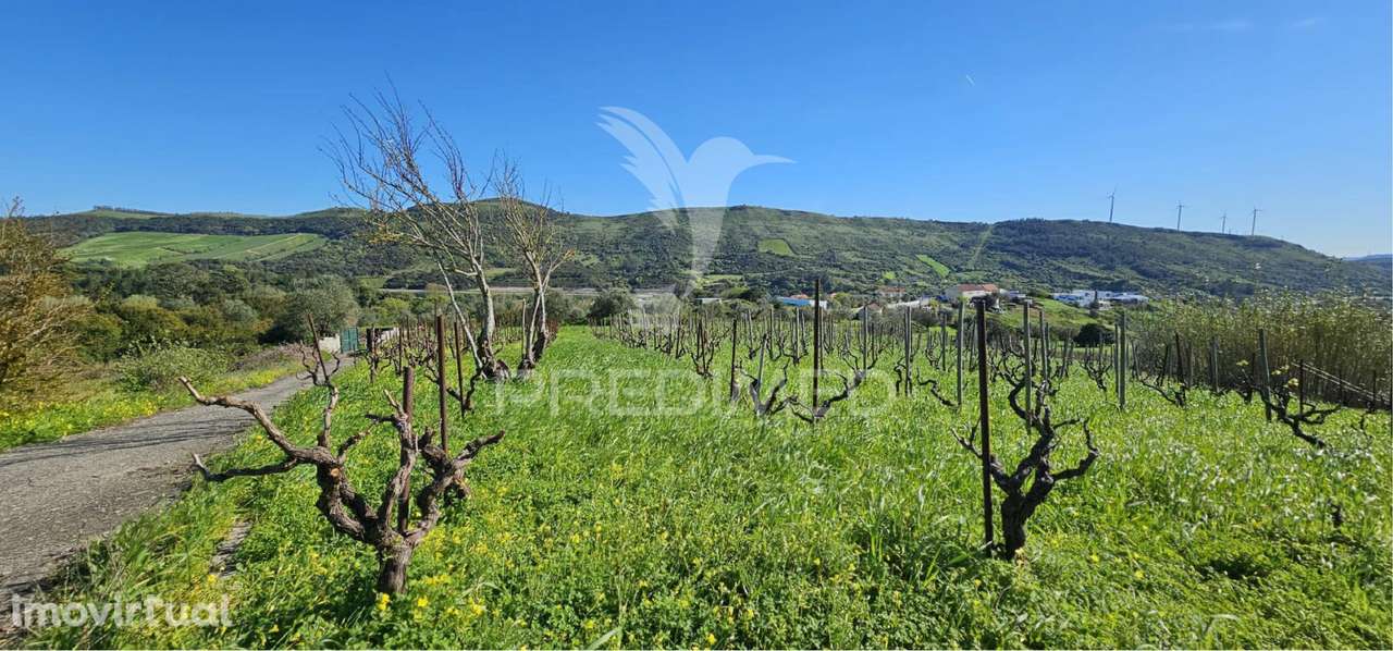 Terreno rústico Bucelas com vinha e furo - Grande imagem: 3/21