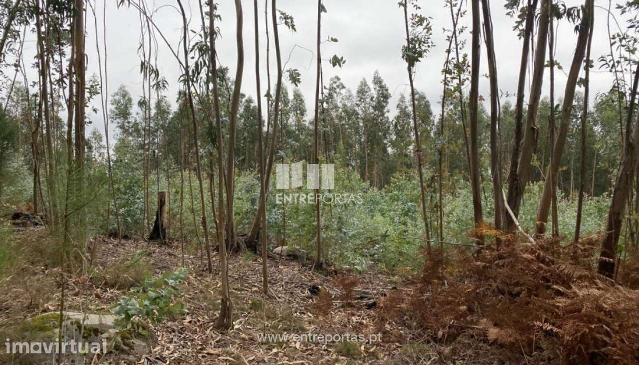 Venda Terreno com 3800m2, Vila Boa do Bispo, Marco de Canaveses - Grande imagem: 2/10