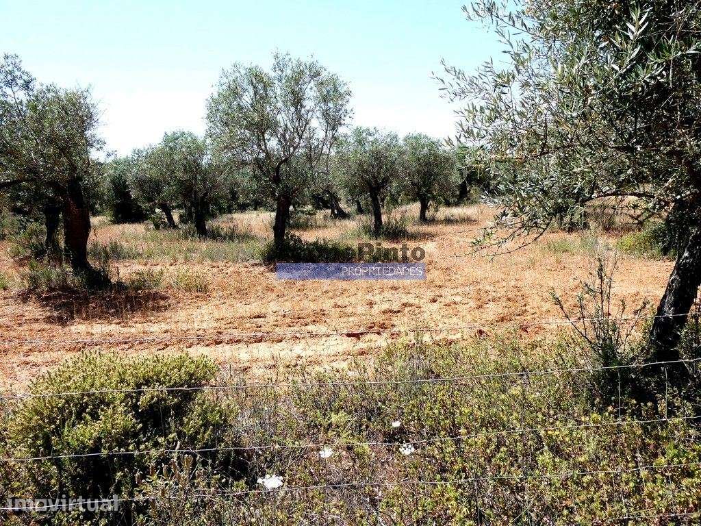 Quinta 1,9ha, com armazém de apoio agrícola. Portugal, Alentejo, Po... - Grande imagem: 2/5