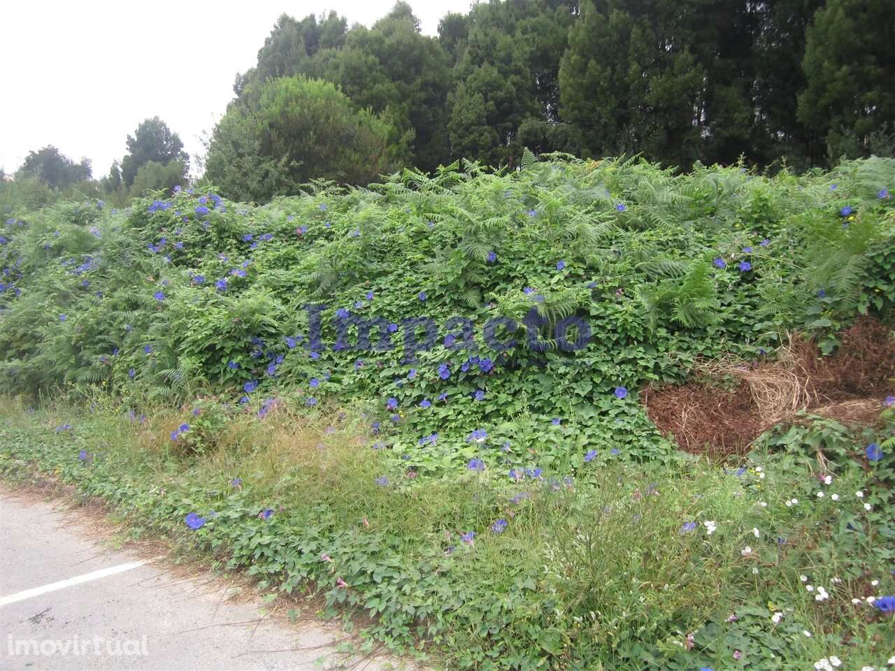Loteamento em Cucujães, Oliveira de Azeméis - Grande imagem: 3/8