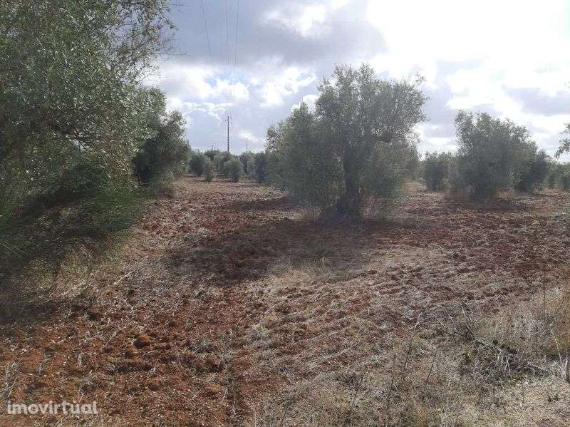 Monte Alentejano para venda! Excelente oportunidade! - Grande imagem: 3/6