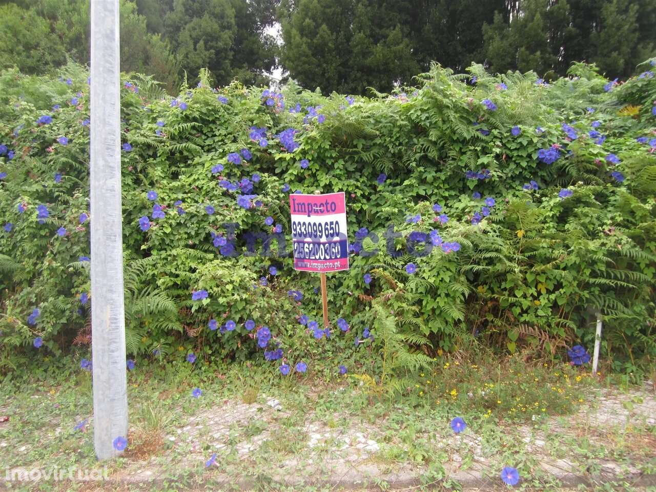 Loteamento em Cucujães, Oliveira de Azeméis - Grande imagem: 2/8