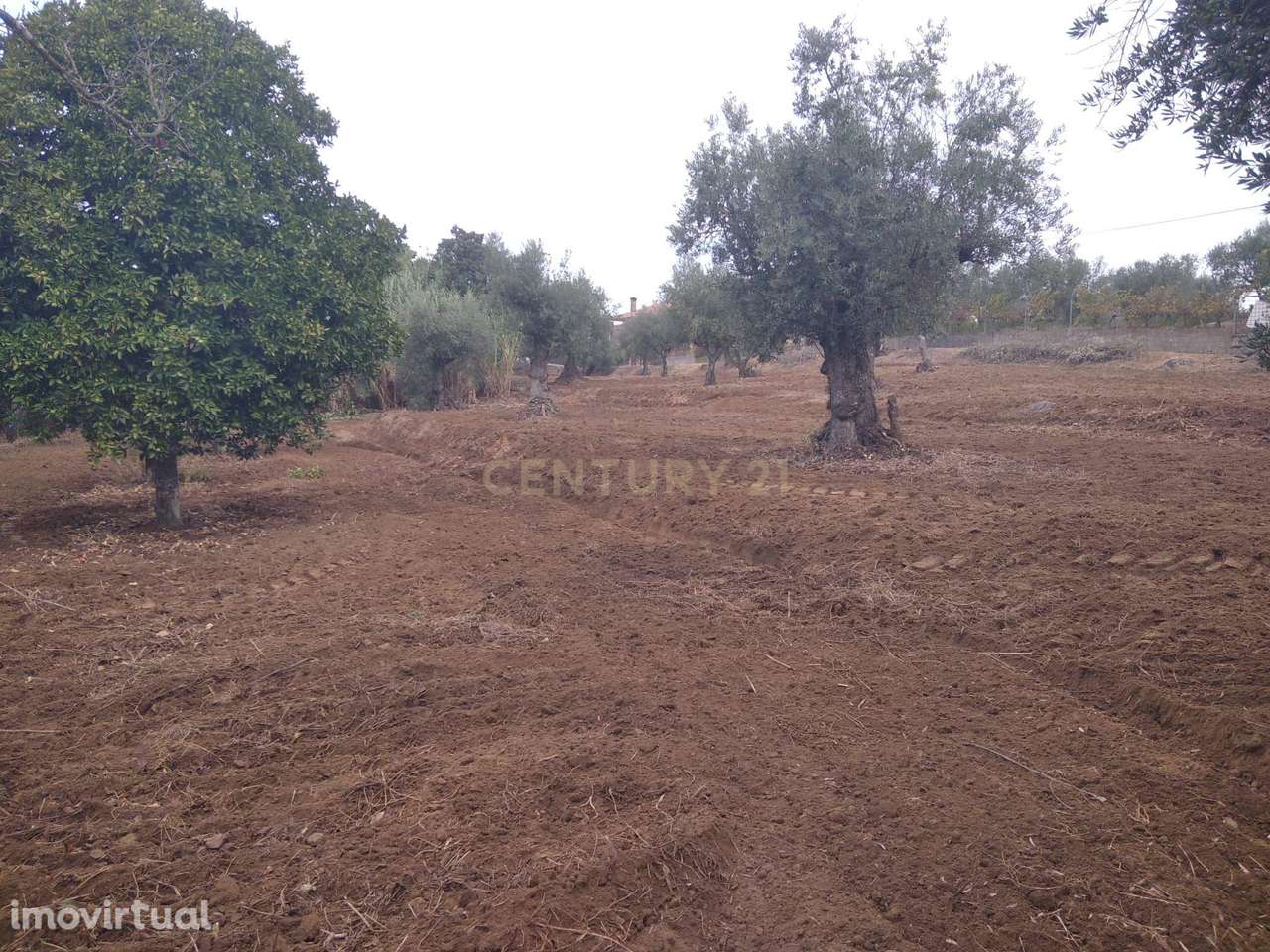 Terreno Urbano e rustico c/ 2840 m2 | Horta dos Corvos | Valhascos - Grande imagem: 3/10