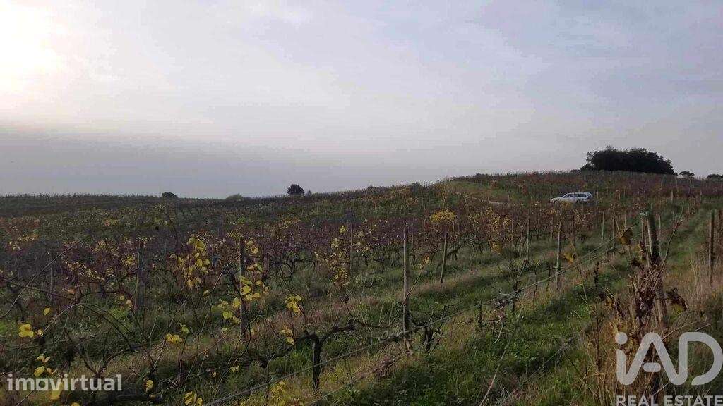 Terreno em Carvalhal de 50600,00 m2 - Grande imagem: 3/15