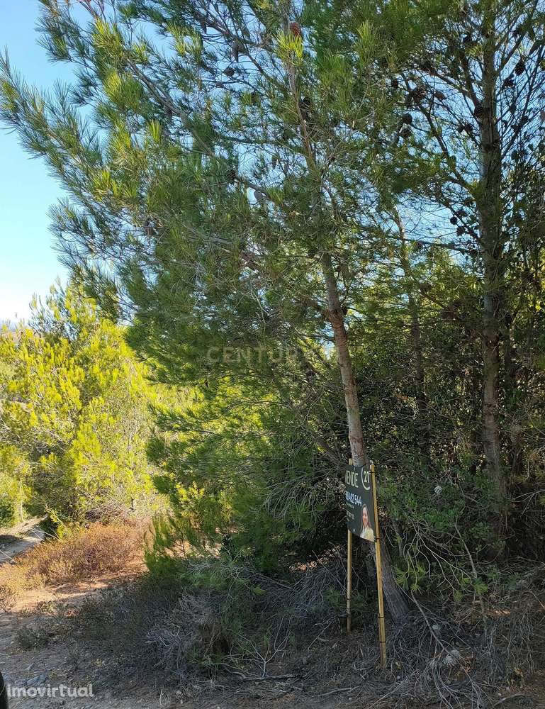 TERRENO - MALVEIRA DA SERRA - Grande imagem: 3/13