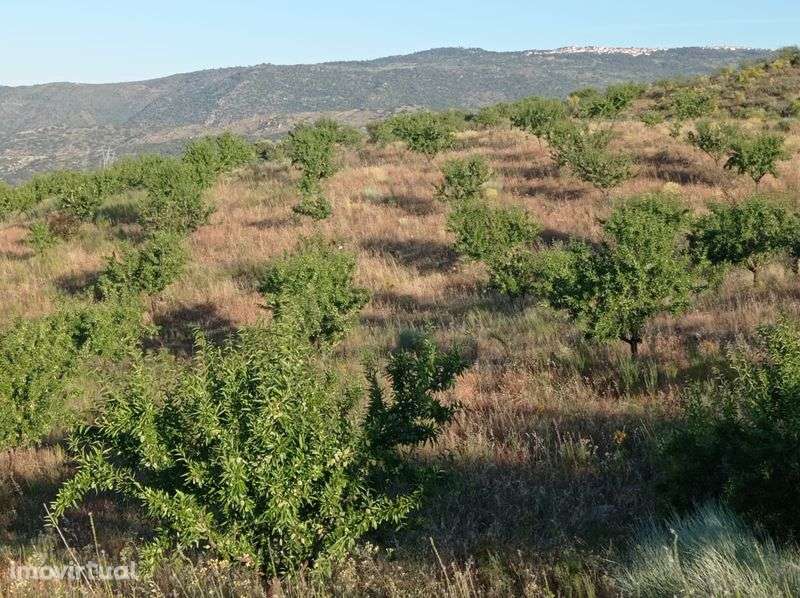 Terreno Rustico em Sequeiros - Torre de Moncorvo - Grande imagem: 2/8