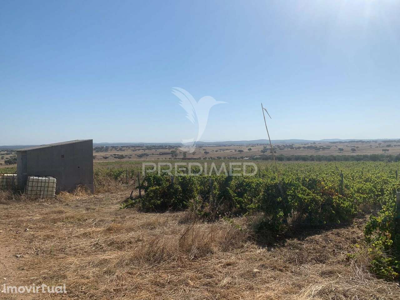 TERRENO COM VINHA E OLIVAL - Grande imagem: 3/30