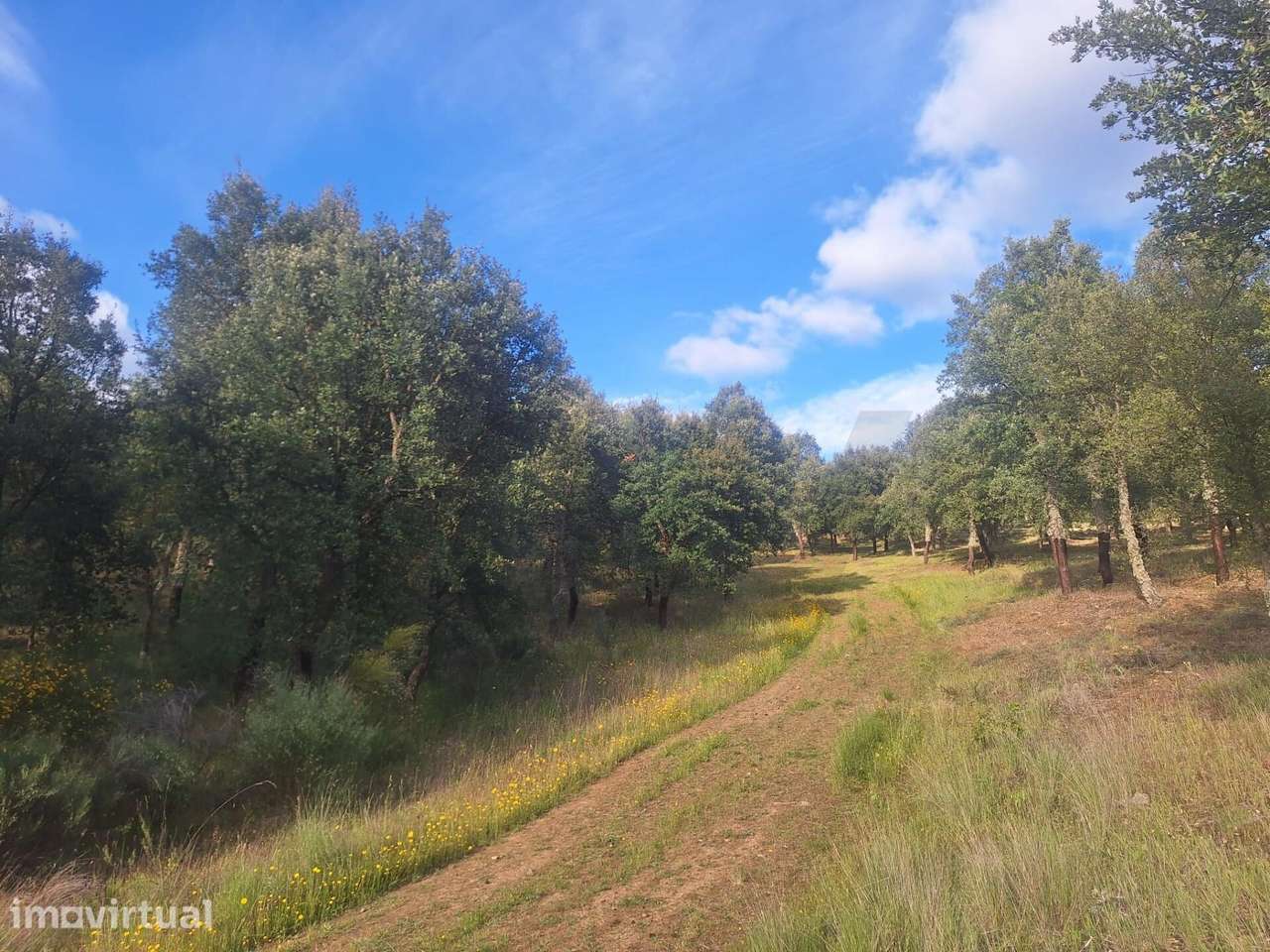 Quinta da Granja- Propriedade Rural de Sobreiros, Amendoal , Olival e - Grande imagem: 4/25