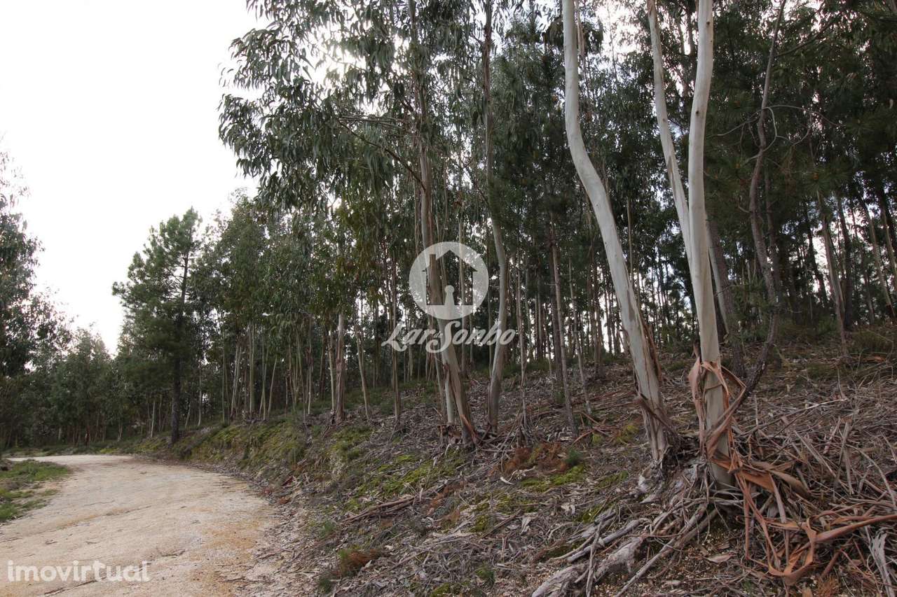 Terreno Nespereira Celorico de Basto - Grande imagem: 5/20