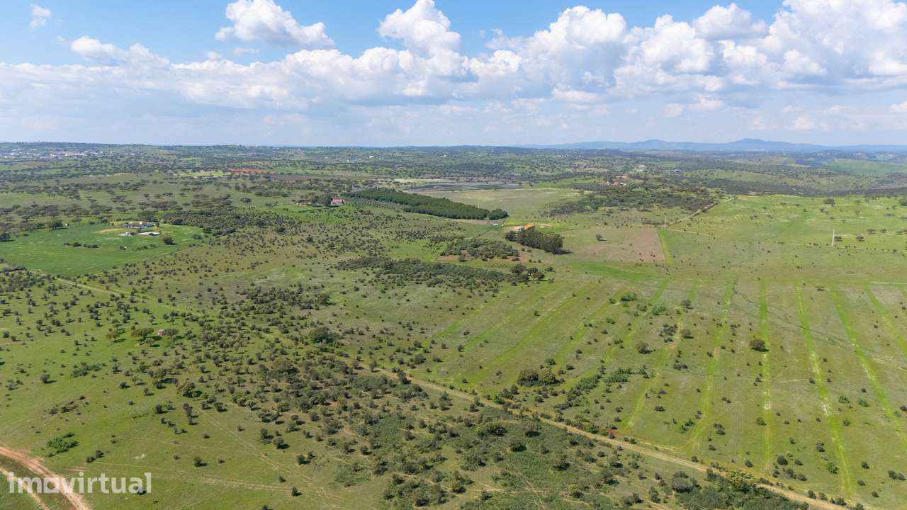 Herdade da Mancha – Ativo Rural de Grande Escala com 149 Hectares no A - Grande imagem: 4/13