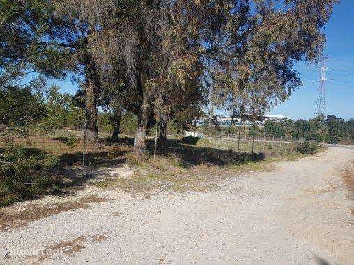 Terreno Rústico de 5.000m2 em Pinhal de Frades - Grande imagem: 3/3
