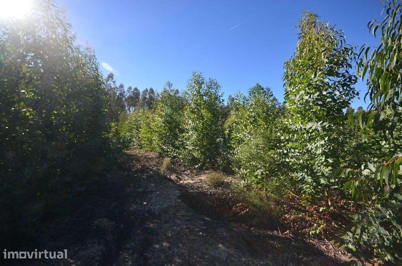 Herdade com 960.000 m2 - Grande imagem: 3/18