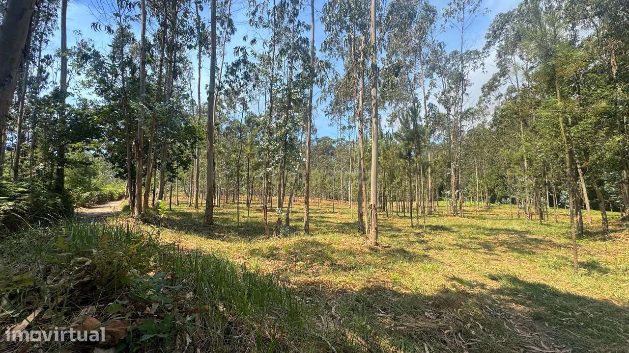 TERRENO FLORRESTAL 5.453 m² – TERROSO | PÓVOA DE VARZIM - Grande imagem: 2/9