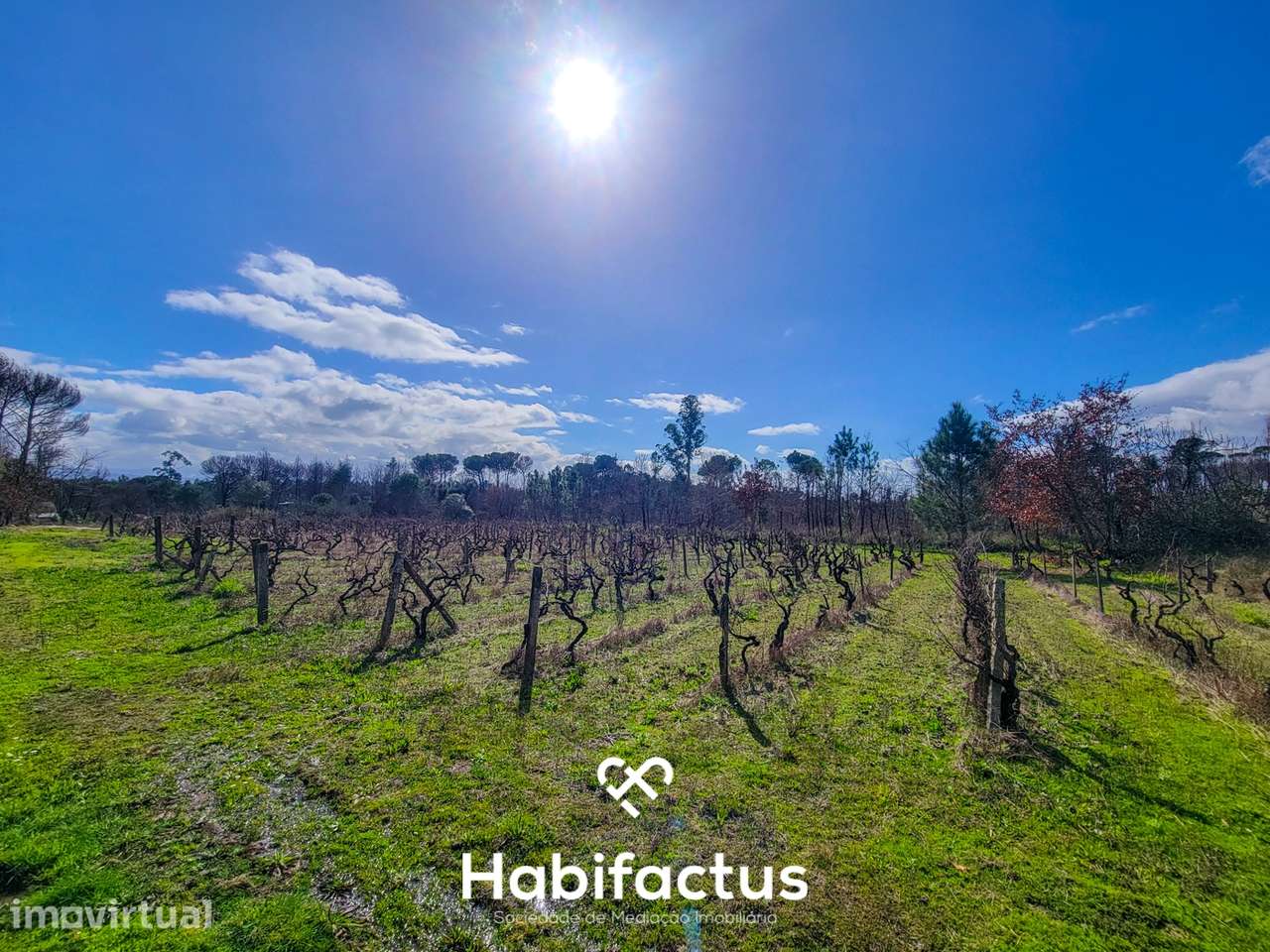 Terreno Rústico com 16.800 m², Vinhas, Árvores de Fruto e 3 Poços de Á - Grande imagem: 5/15