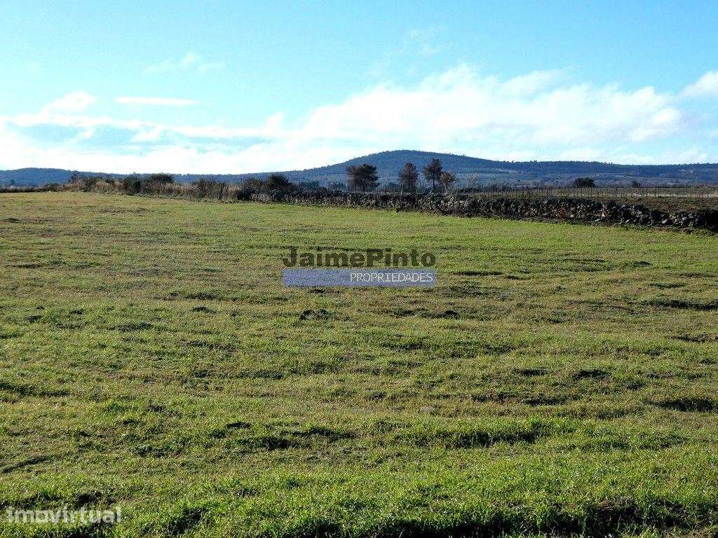 Terreno rústico 32,5ha p/ plantações novas. Portugal, Guarda, Figue... - Grande imagem: 2/6
