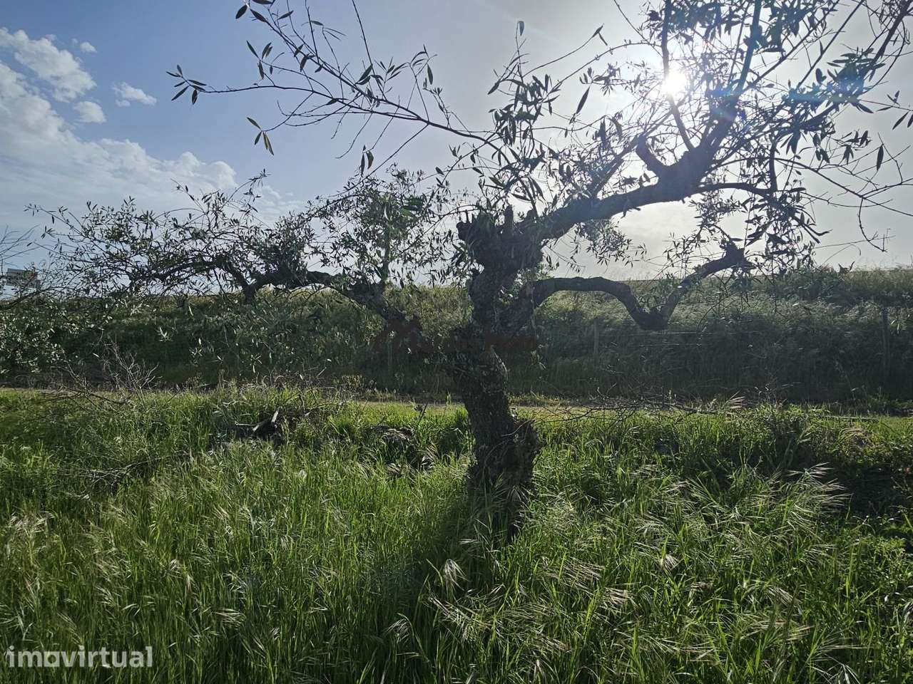 Olival na Soalheira - Grande imagem: 5/9