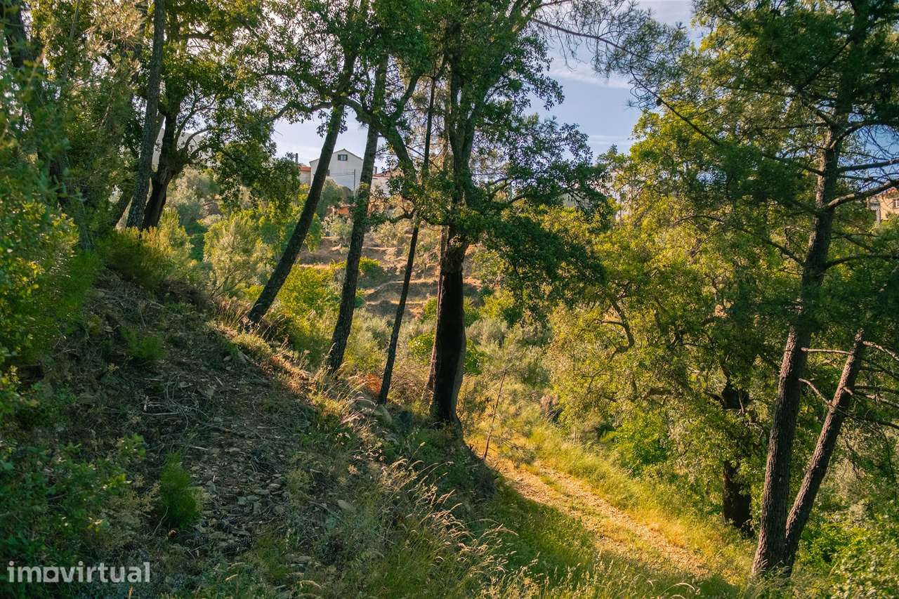 Terreno Rústico  Venda em Almaceda,Castelo Branco - Grande imagem: 4/14