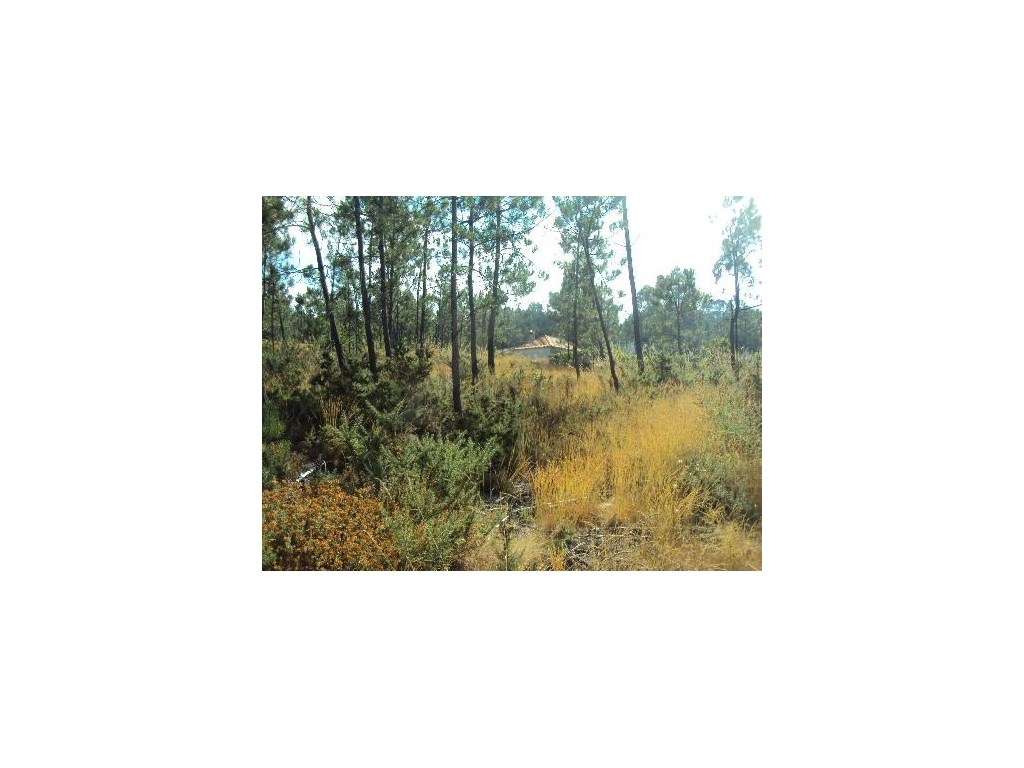 Terreno em Paredes de Coura - Grande imagem: 3/4