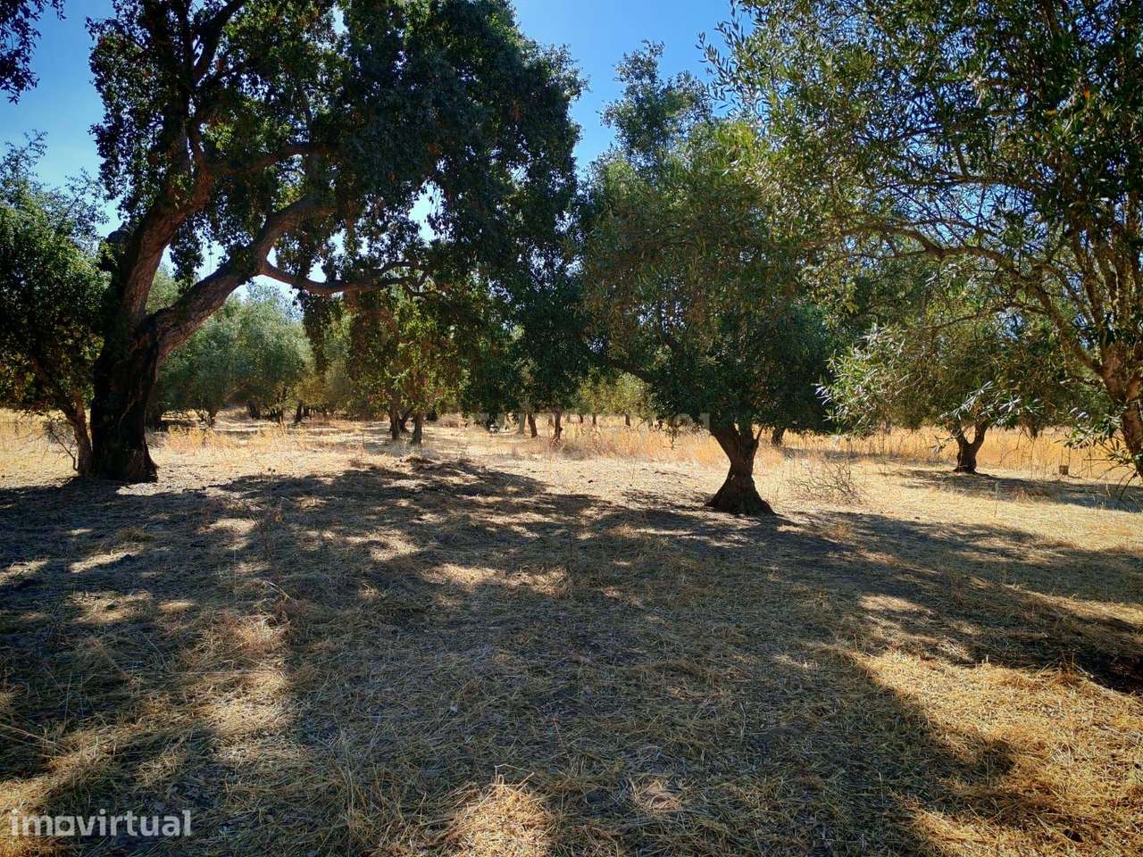 Terreno Rústico com 5.000 m2 - Quinta do Anjo, Palmela - Grande imagem: 4/13