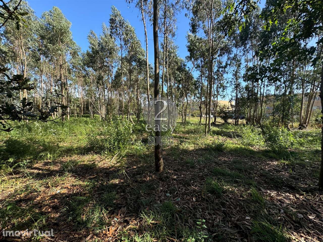 Terreno,  Árvore, Construção em altura - Grande imagem: 5/6
