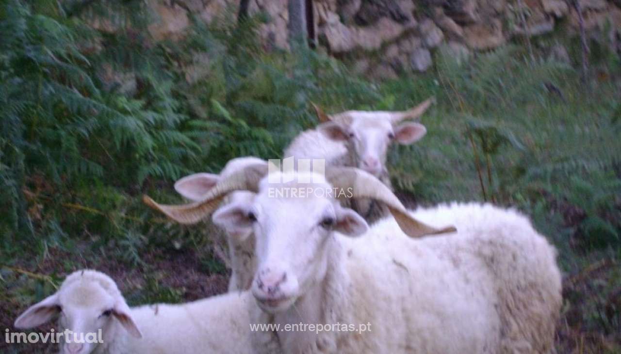 Venda Terreno, Sande, Marco de Canaveses - Grande imagem: 5/10