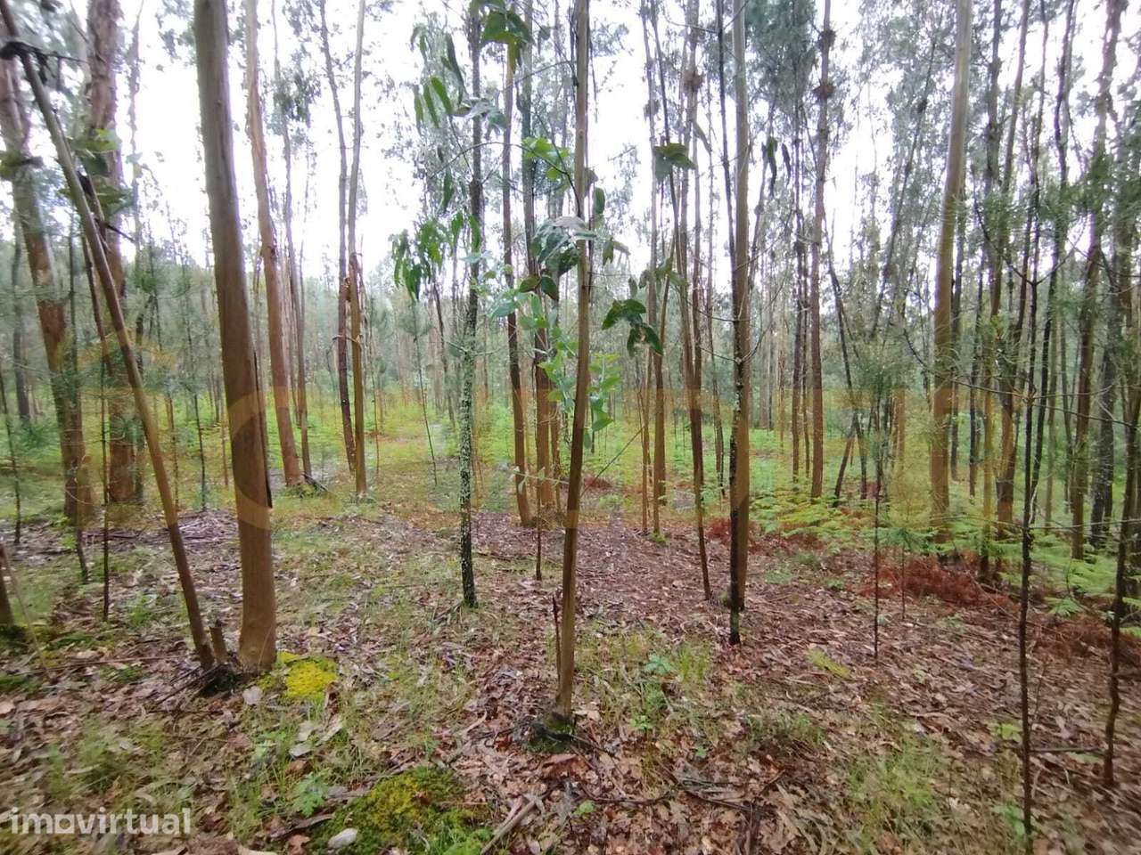 Terreno em Taíde - Grande imagem: 4/23