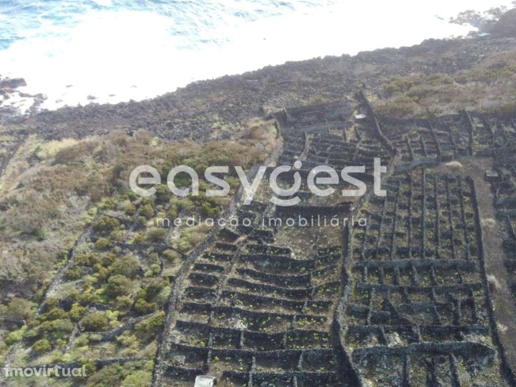 Terreno de vinha junto ao mar na zona da Mirateca na ilha do Pico - Grande imagem: 2/15