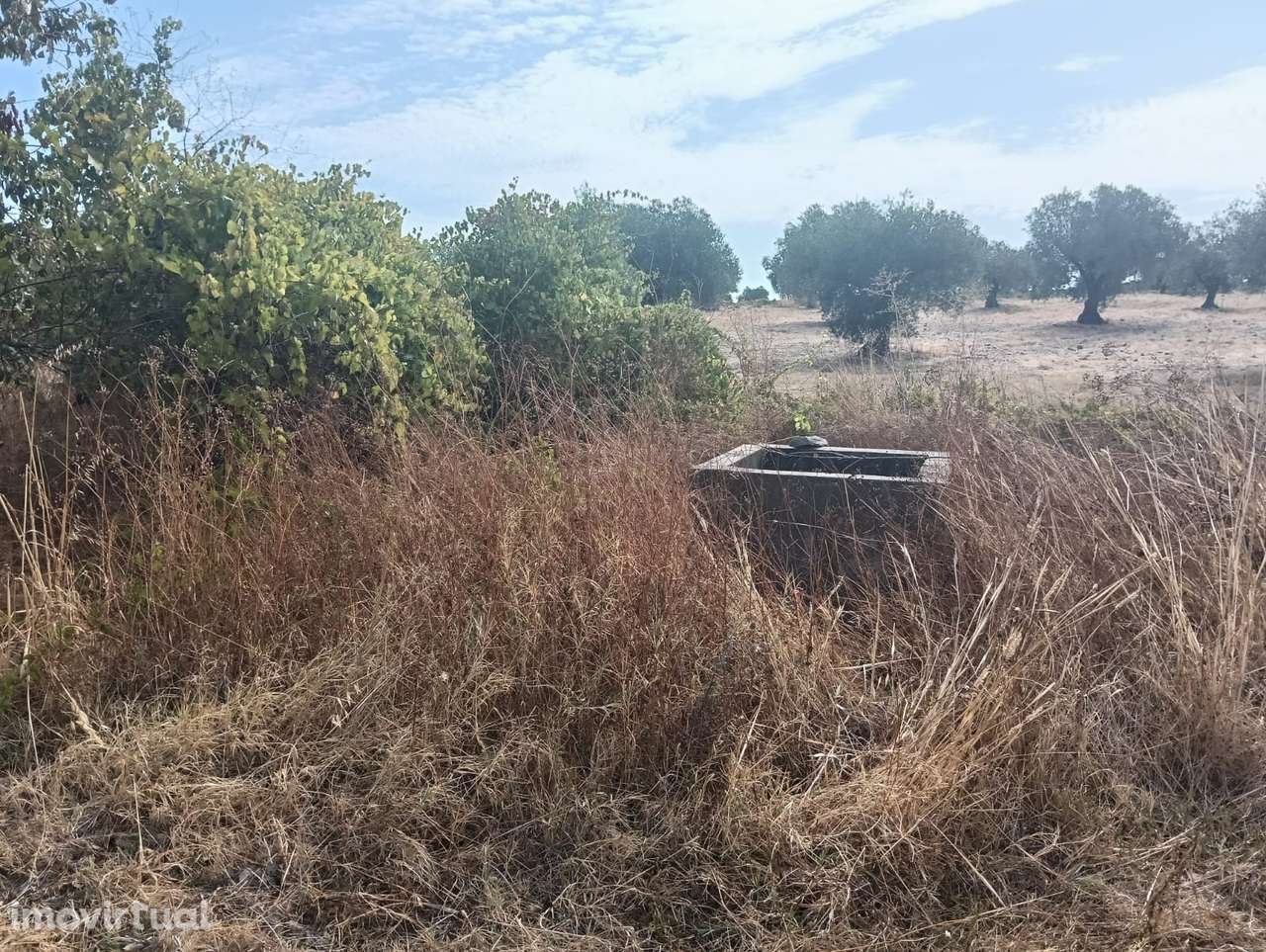 VINHA | PARA VENDA | ALENTEJO - Grande imagem: 3/25