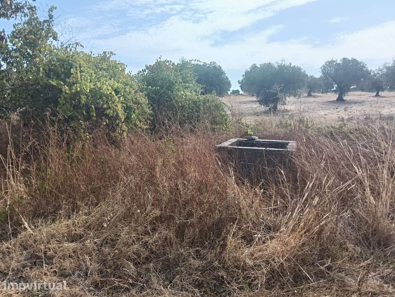 VINHA | PARA VENDA | ALENTEJO - Grande imagem: 3/25