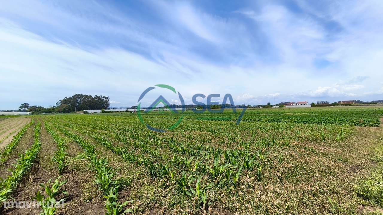 Terreno Agrícola, Apúlia - Grande imagem: 4/11