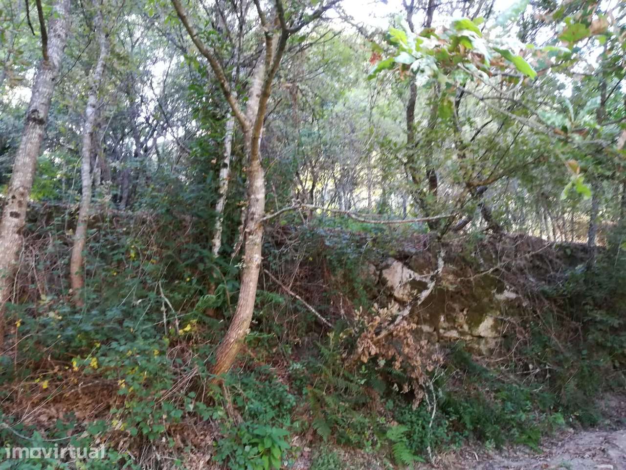 Quinta em Ribas - São Pedro do Sul - Grande imagem: 5/10