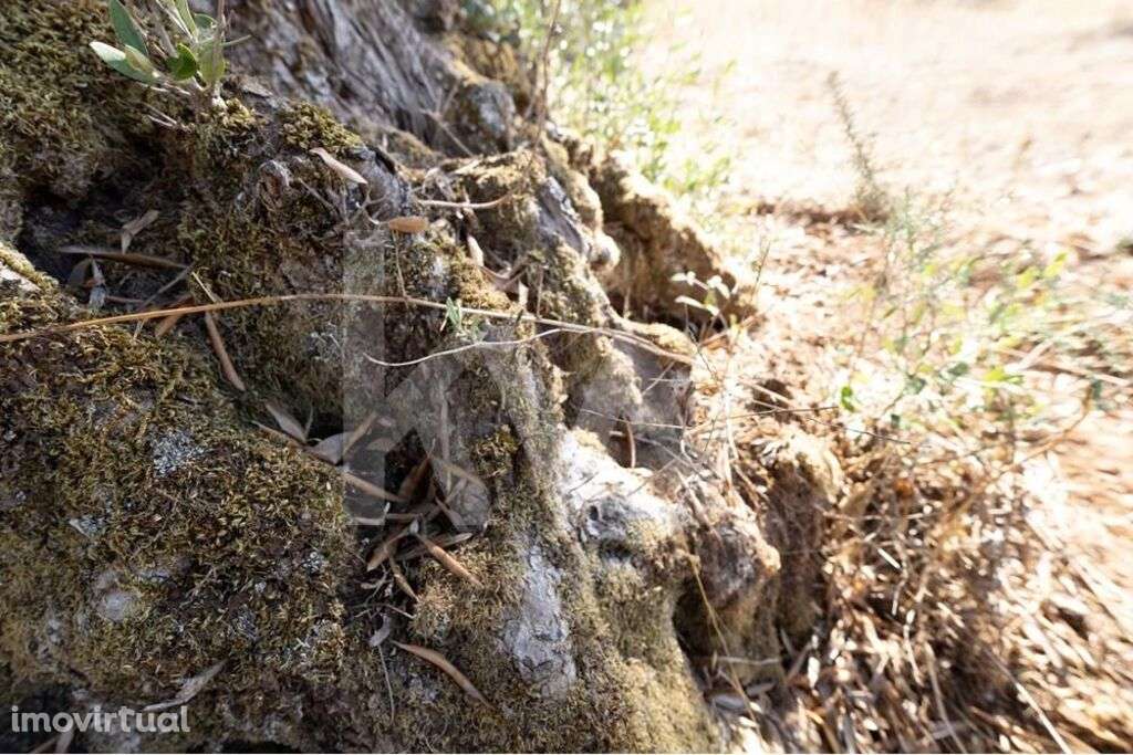 Olival centenário em terreno agrícola na várzea de Grândola - Grande imagem: 5/25