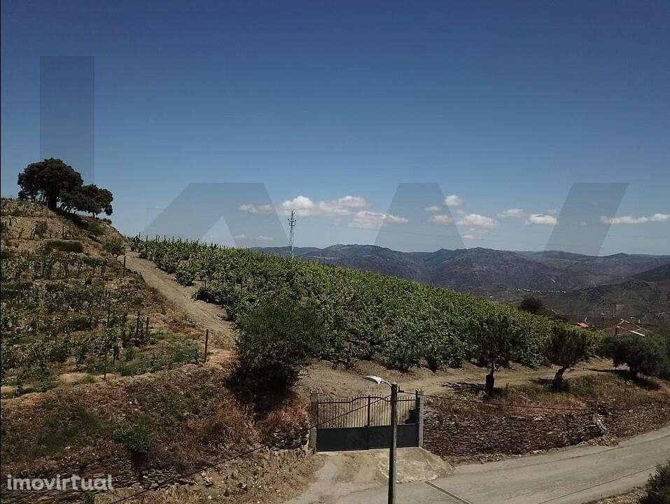 Venda Quinta/Herdade de 280m2,Para recuperar em São João da Pesqueira, - Grande imagem: 2/27