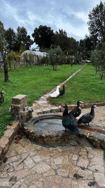 Quinta em Pedraça - Grande imagem: 2/12