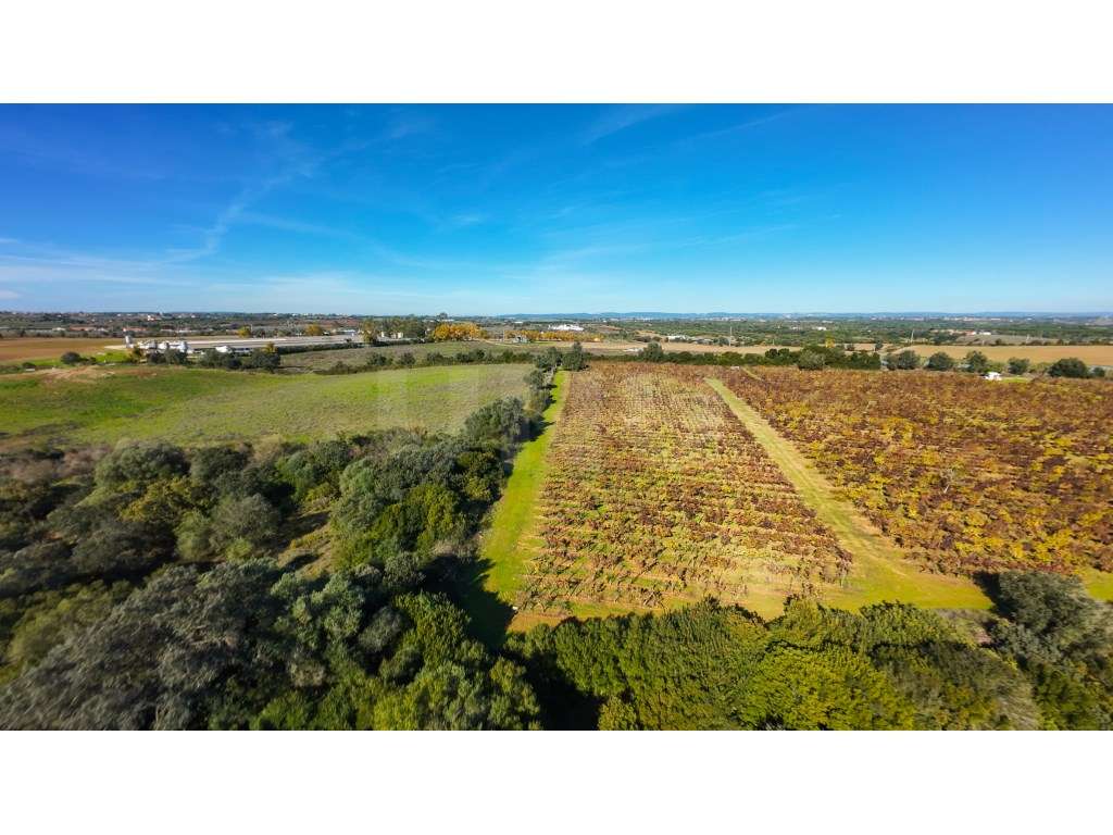 Terreno Rústico para venda em Alforgemel, Almoster - Grande imagem: 4/20