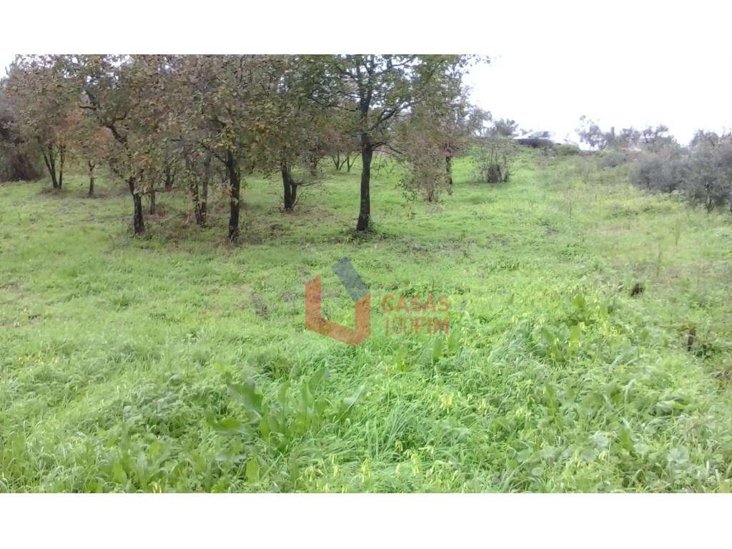 Terreno agricola com 1240 m2, Juncal, Porto de Mós - Grande imagem: 2/5