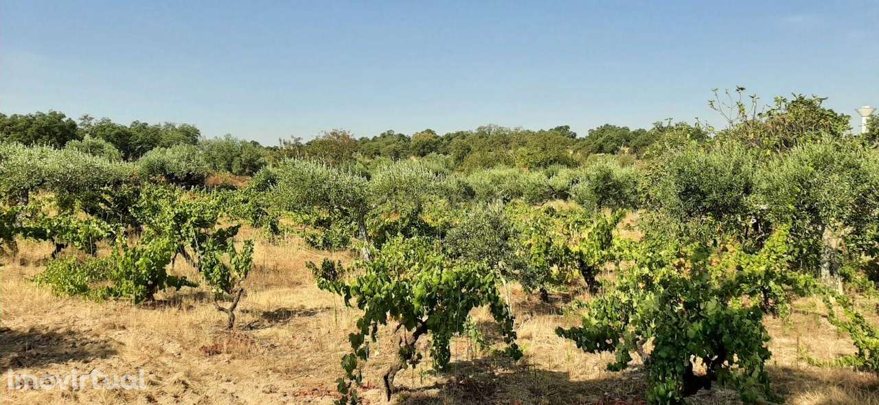 Terreno Rústico na Lousa, Castelo Branco - Grande imagem: 2/19