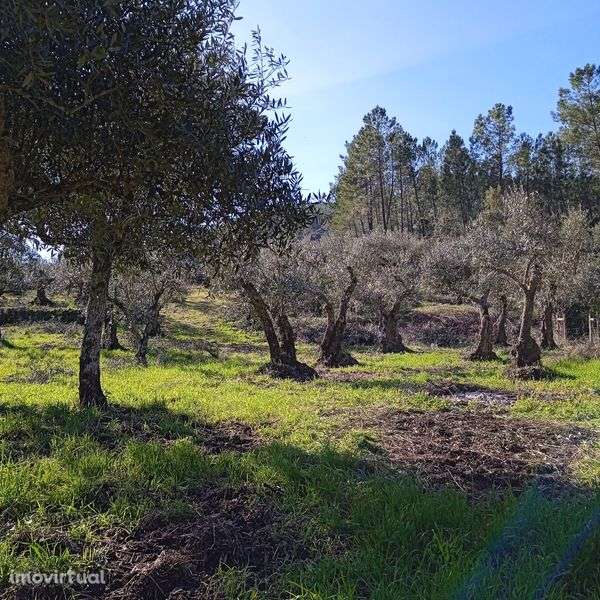 Terreno a beira da ribeira! - Grande imagem: 2/7