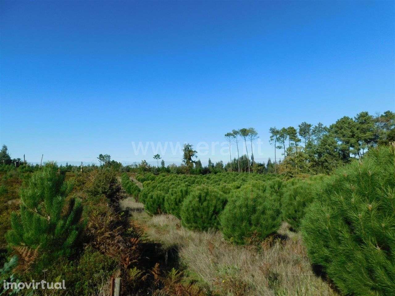 Terreno / Seia, Santiago - Grande imagem: 5/8