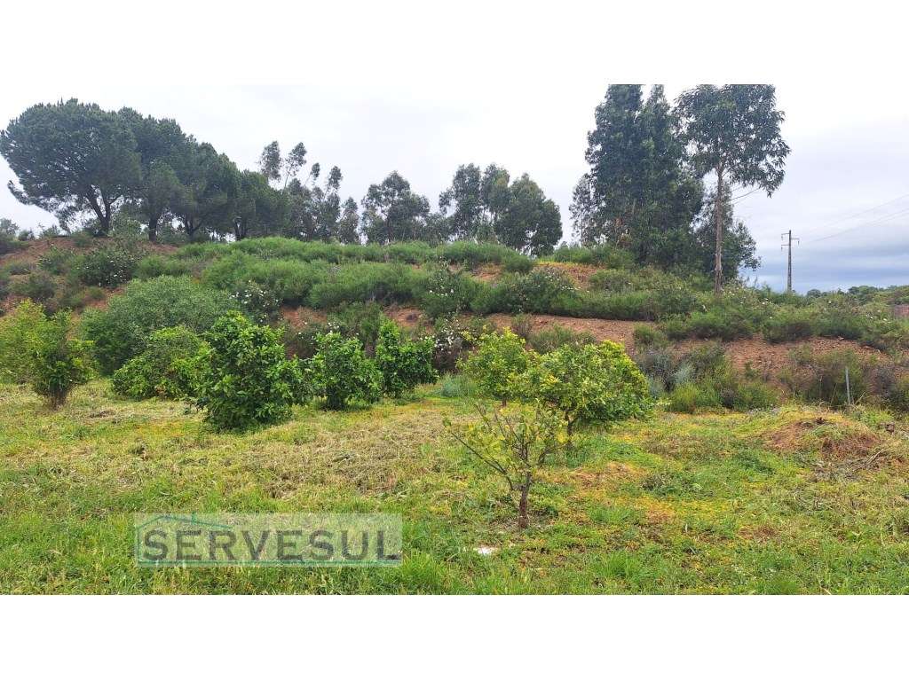 Dois terrenos rústicos para agricultura com árvores de fruto, com u... - Grande imagem: 2/6