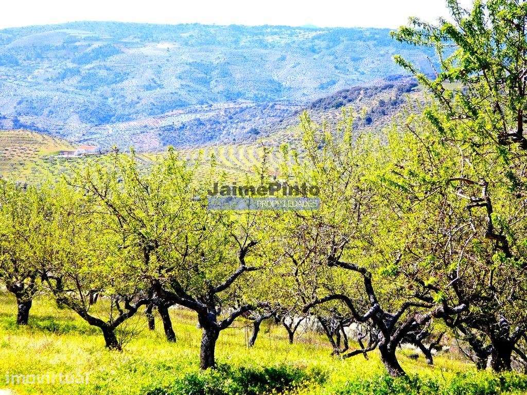 Propriedade 170.000m2, com olival, vinha e terreno p/ novas plantaç... - Grande imagem: 3/9