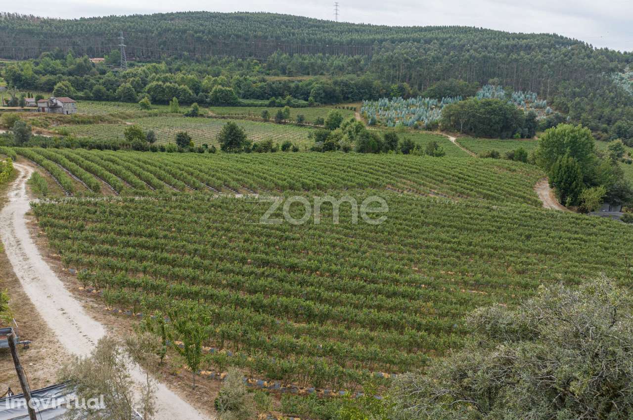 Quinta de Gonça - Grande imagem: 4/24