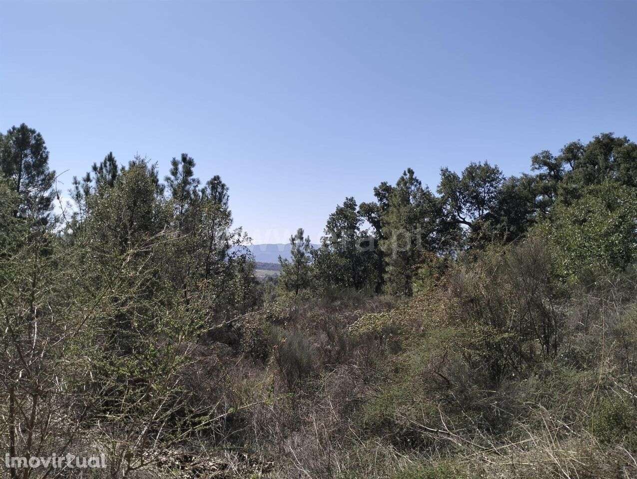 Terreno Rústico / Fundão, Pêro Viseu - Grande imagem: 3/5