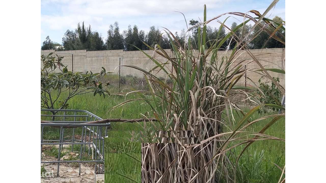 Terreno em Quinta daLobateira - Grande imagem: 4/12