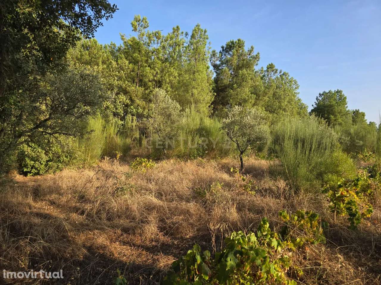 Terreno Rústico em Satão, Soalheira, Fundão, Potencial Único - Grande imagem: 5/13