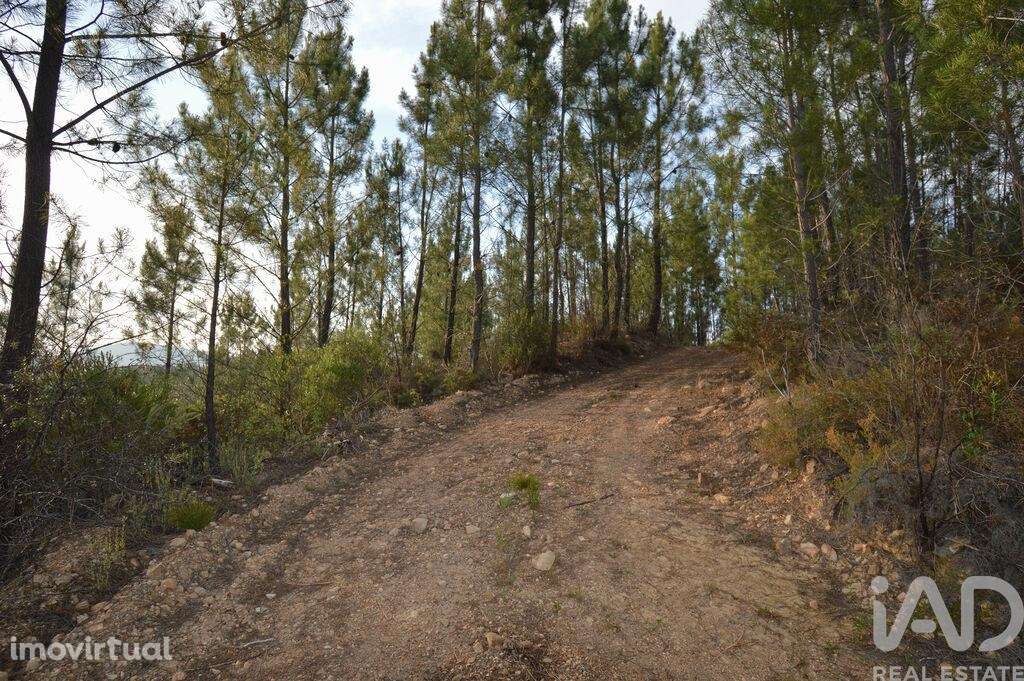 Terreno em Sertã de 9450,00 m2 - Grande imagem: 5/24