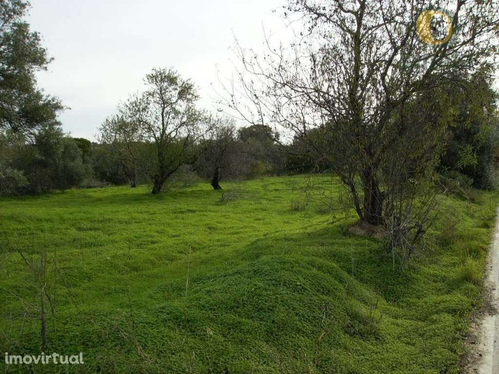 Lote de 2 terrenos com 8560 m2 - Grande imagem: 5/5