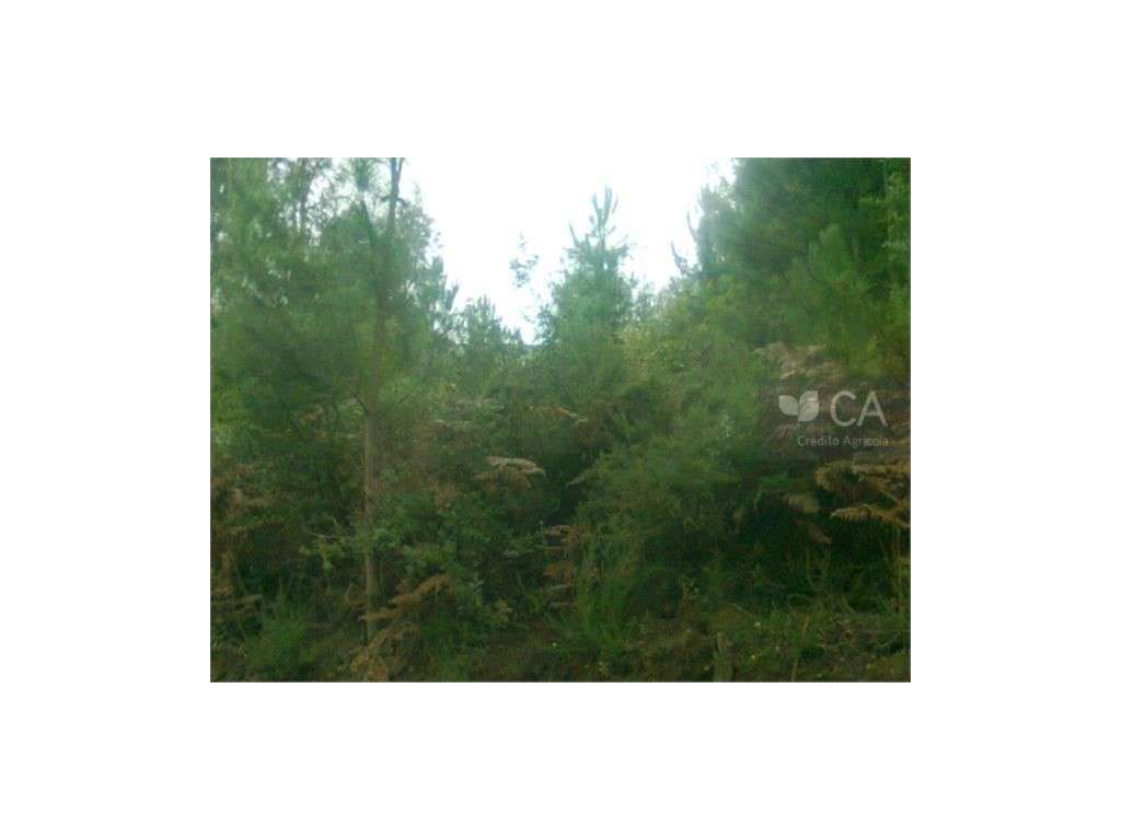 Terreno para construção - Grande imagem: 3/4