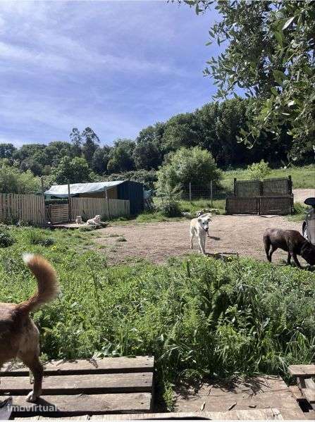 Creche cães com trespasse - Grande imagem: 3/6