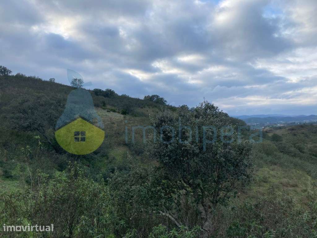 TERRENO RÚSTICO COM 29,296 m2 COM CULTURA ARVENSE - Grande imagem: 5/25